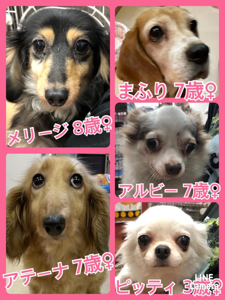 🐾今日の里親様募集中ワンコ🐶メンバーです🐾2021,8,24